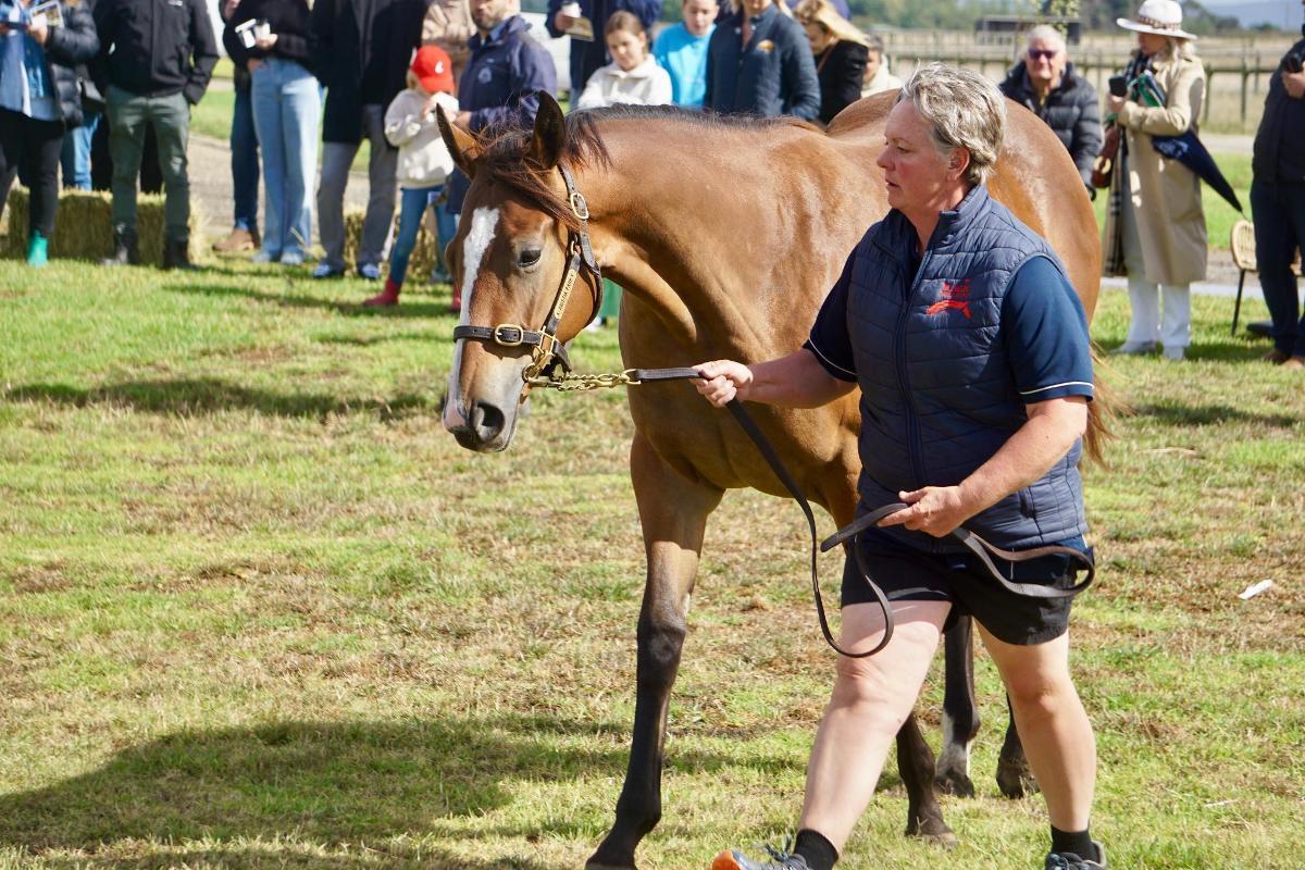 Wild Ruler x Face Forward filly