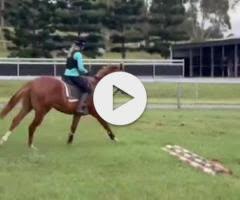 Frankel x Cleanup colt