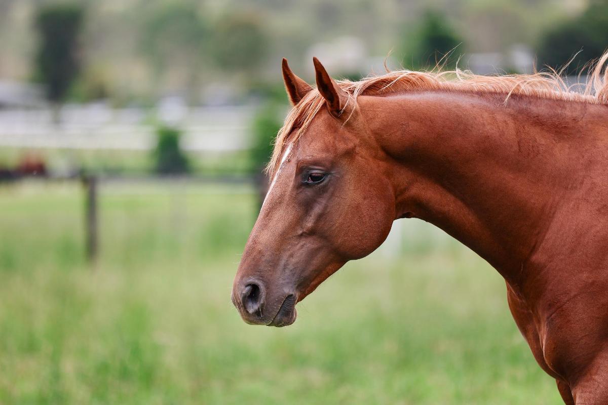 Russian Revolution x Piacenza Colt