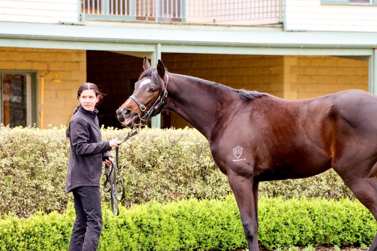 So You Think 2yo colt