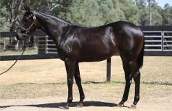 horse-image