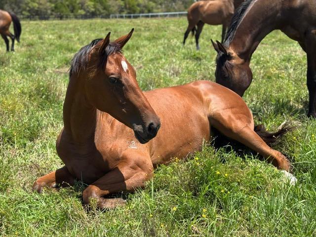 Castelvecchio filly X Charm School