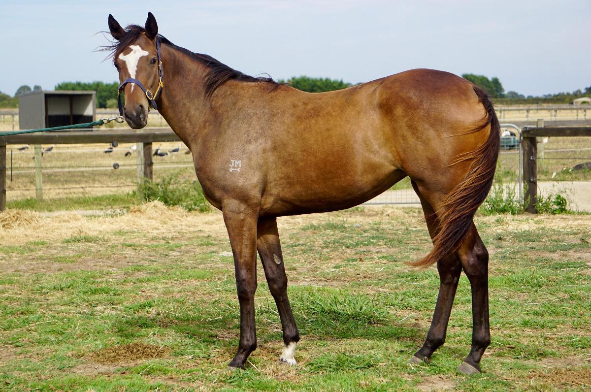 Wild Ruler x Saratoga Treasure (USA) Filly