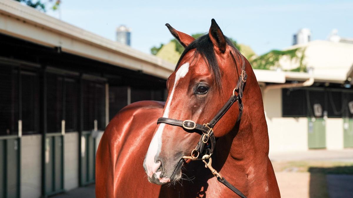 Snitzel/Debonnaire '23