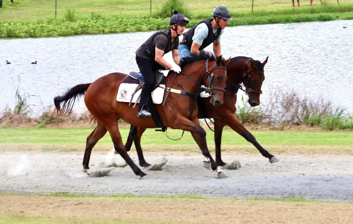 Ave Cantare (2yo filly by Microphone)