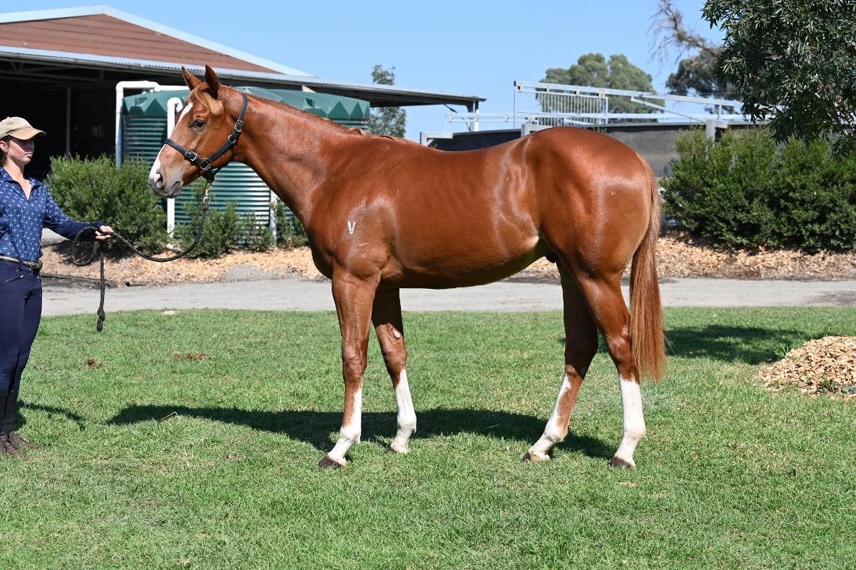 Frankel x Cleanup colt