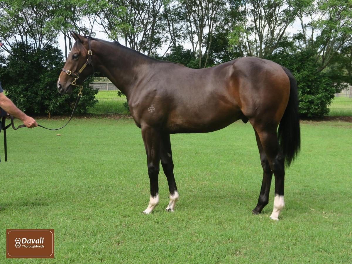 horse-image