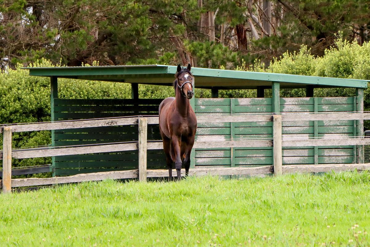 So You Think 2yo colt