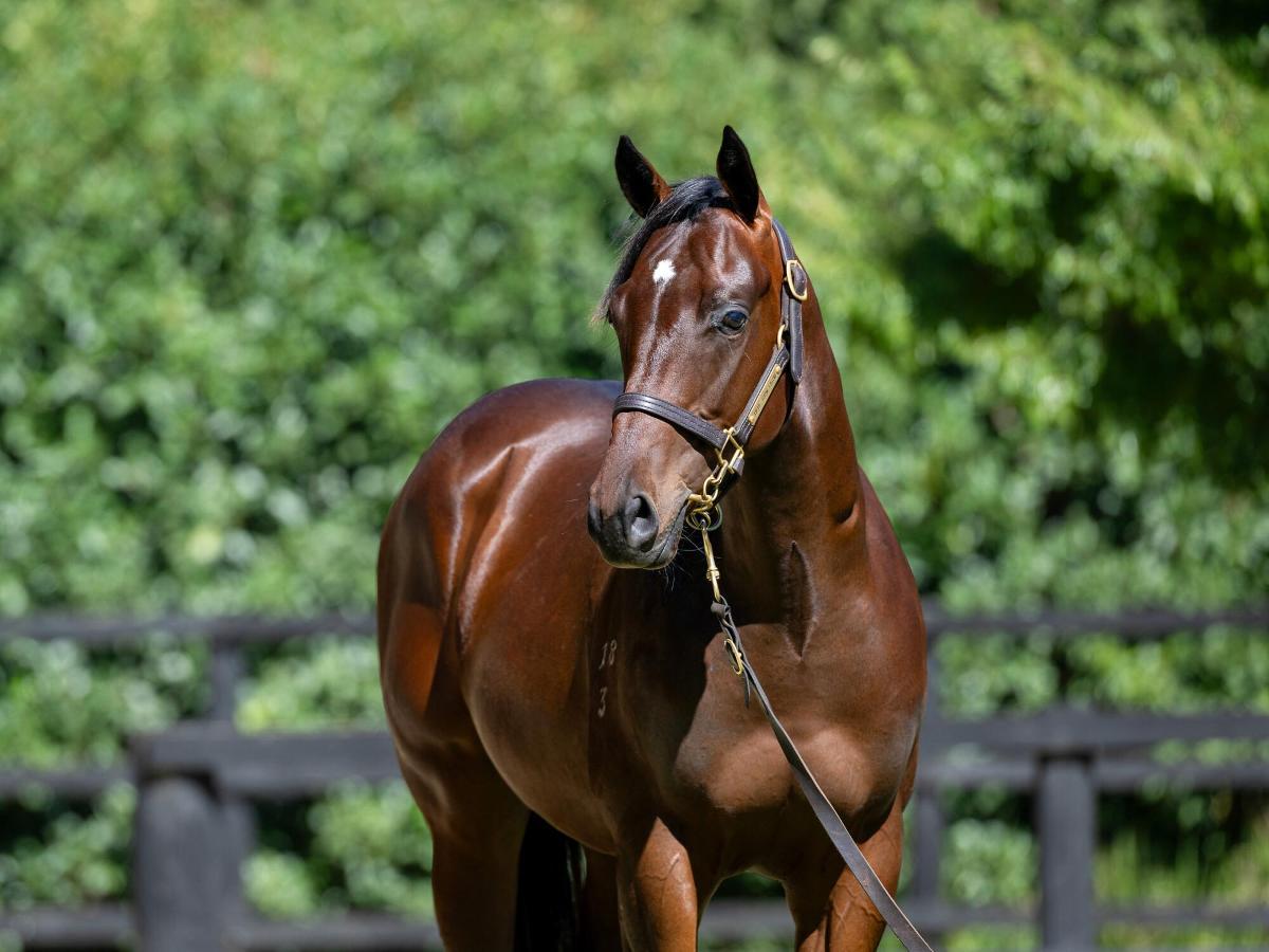 horse-image