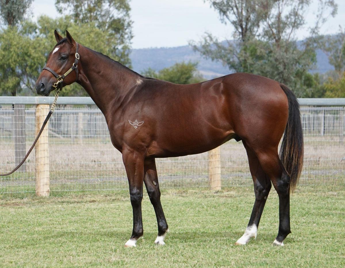 Pariah x Astral Miss