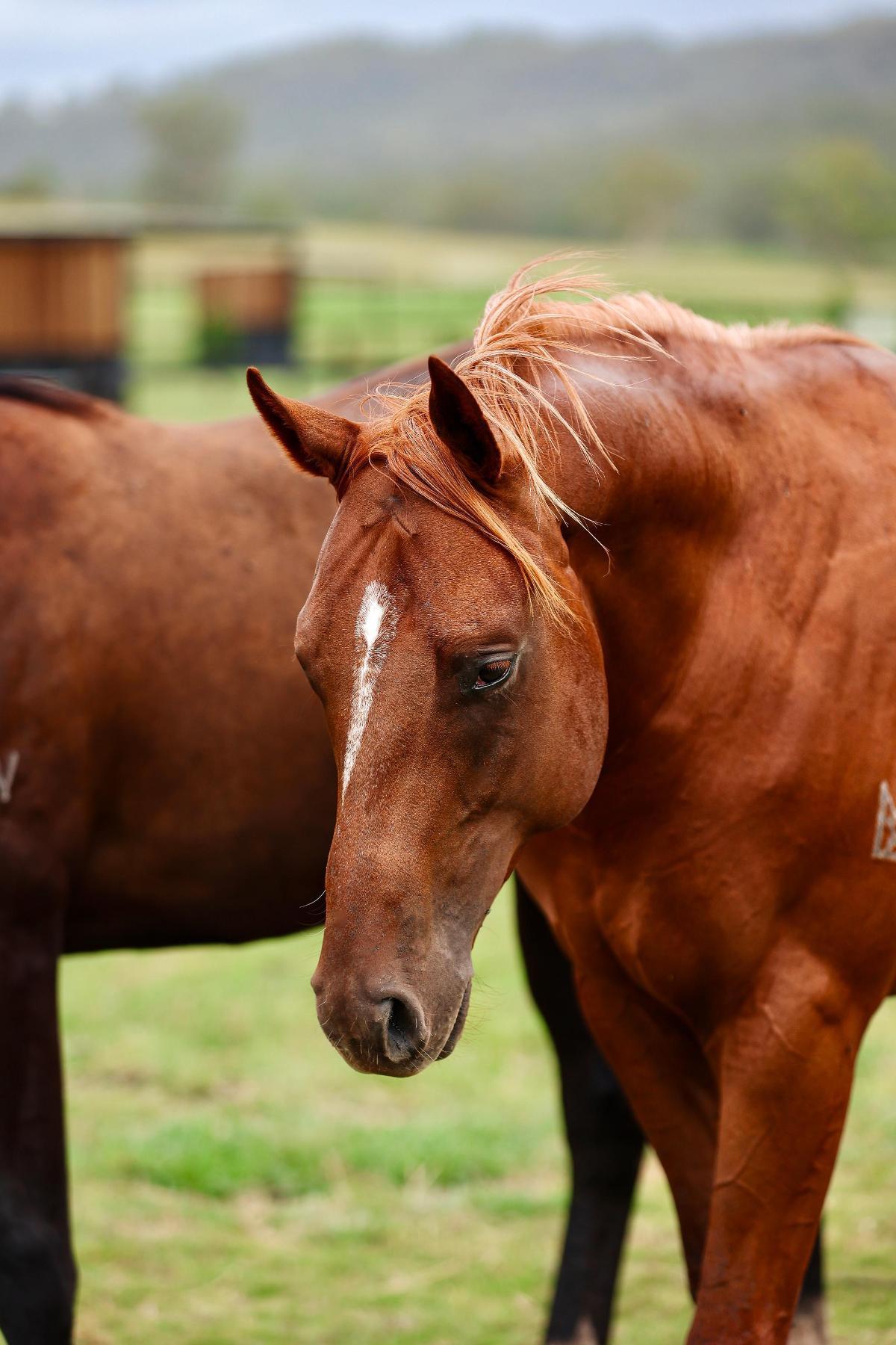 Russian Revolution x Piacenza Colt