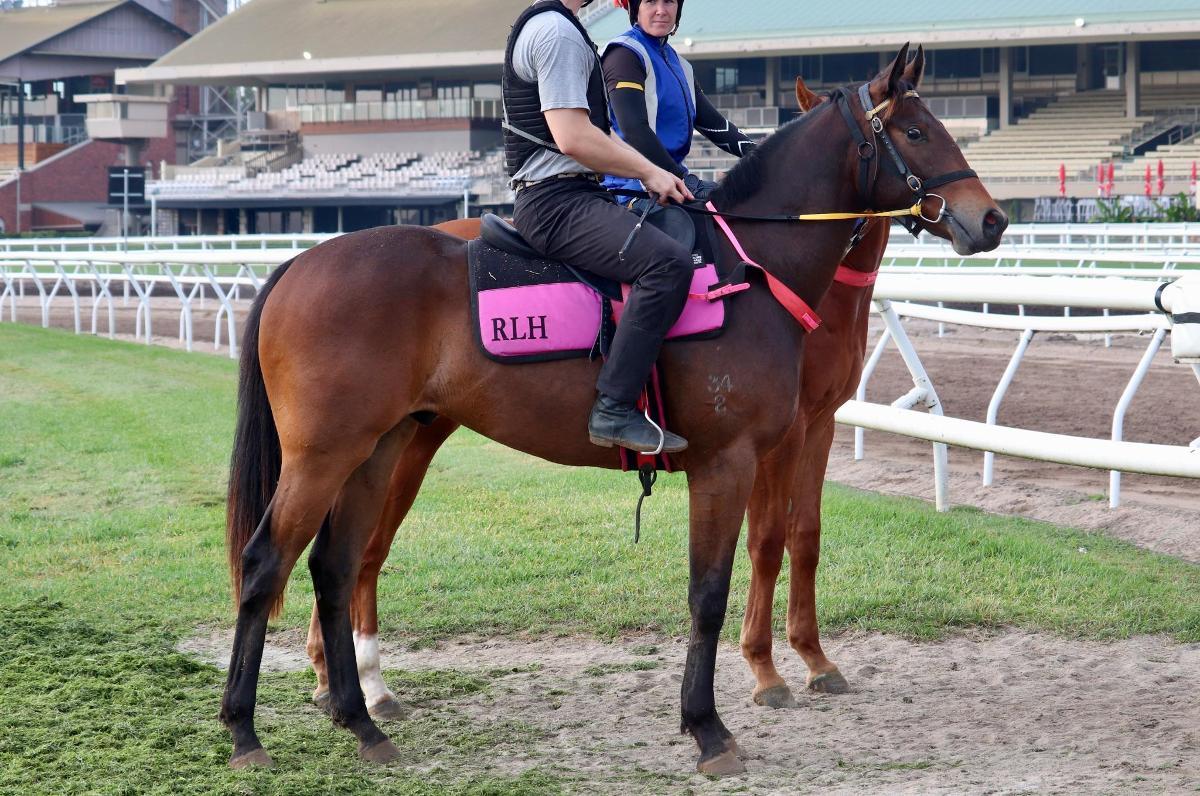 Lean Mean Machine X Azores 2 YO gelding