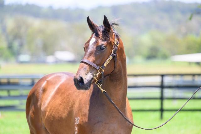 Better Than Ready x Snitzel's Joy