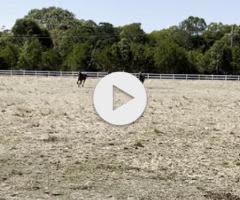 The Autumn Sun x  Military Reign Filly