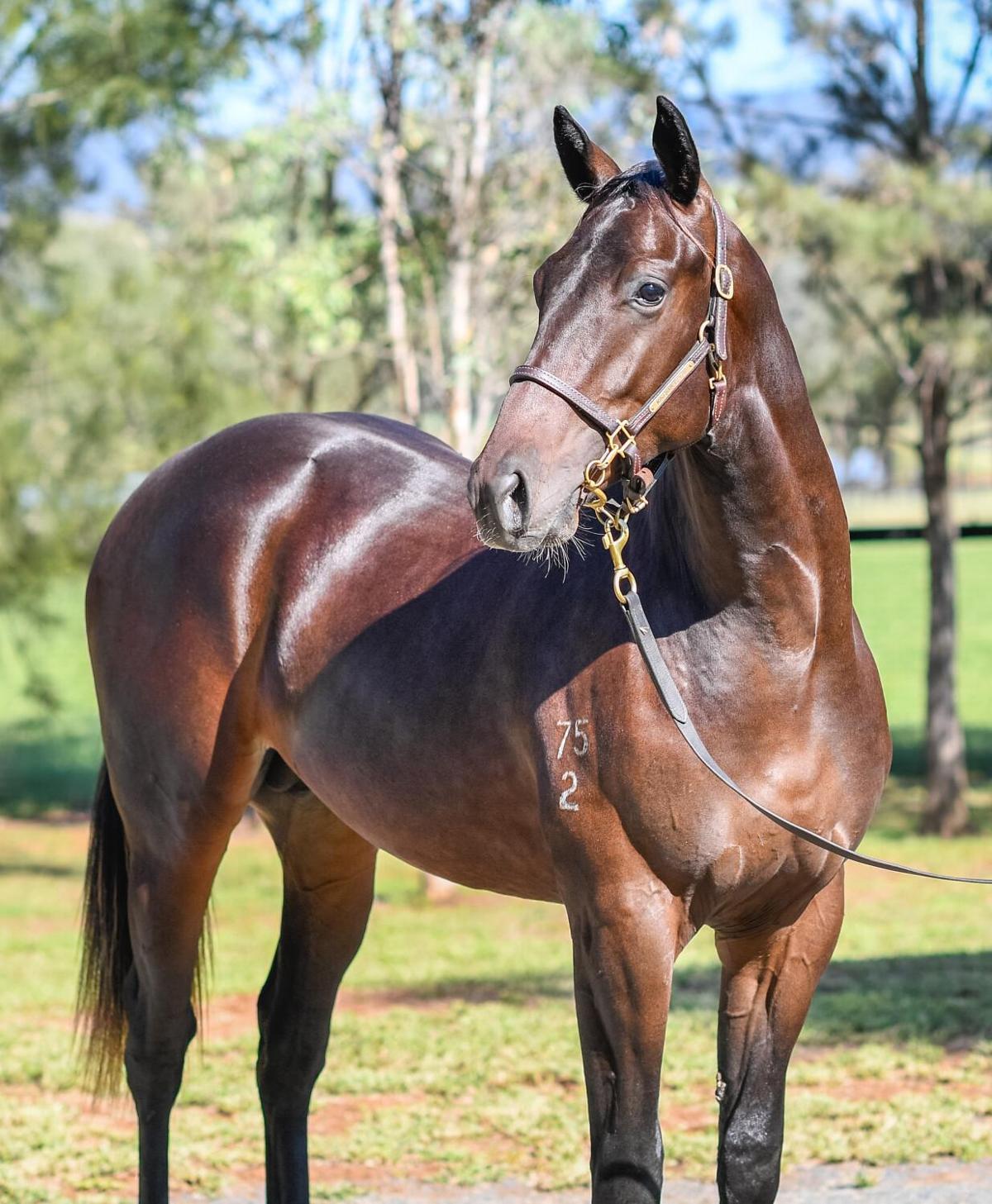 Bull Point x Starsplash