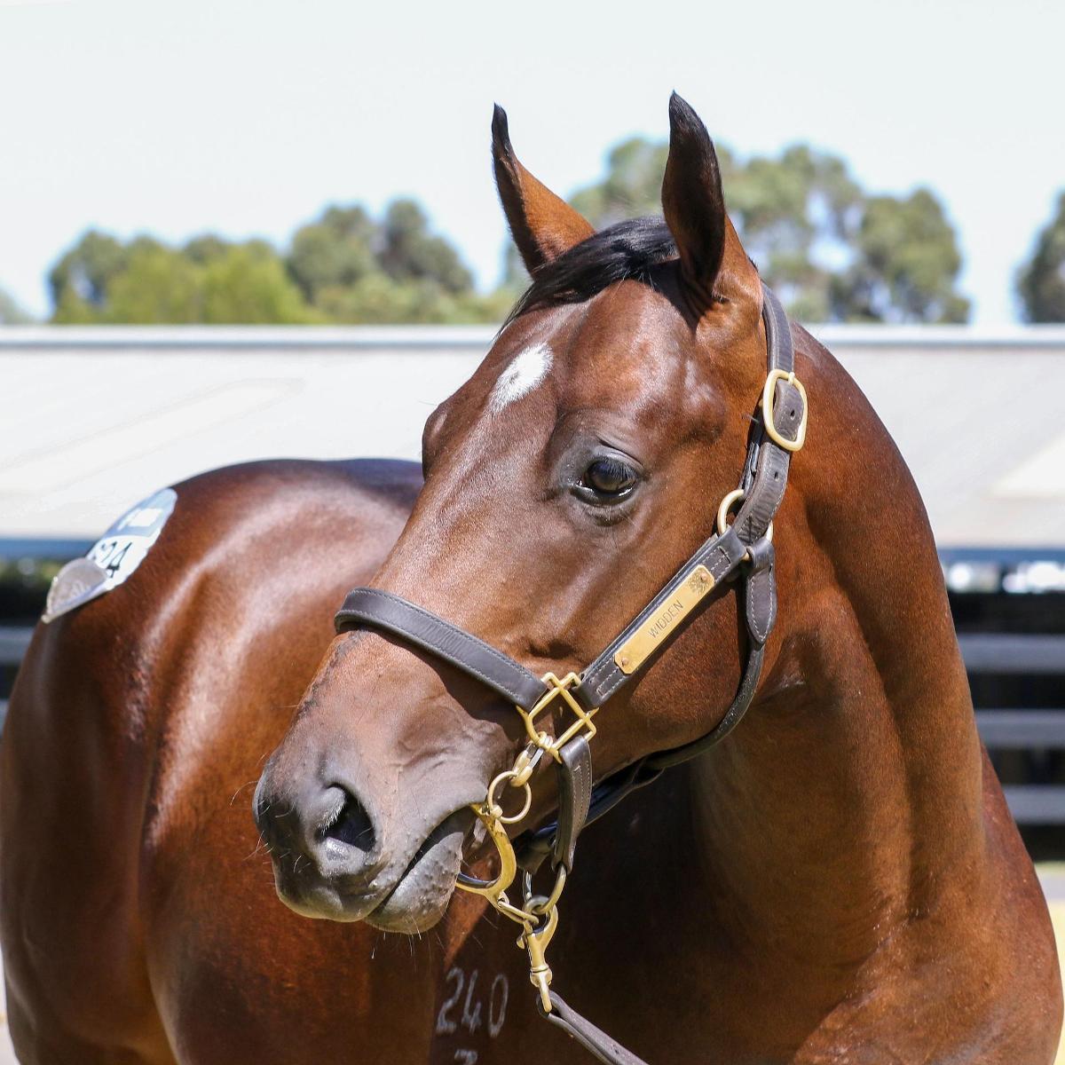 Supido x Dinkum Diamond