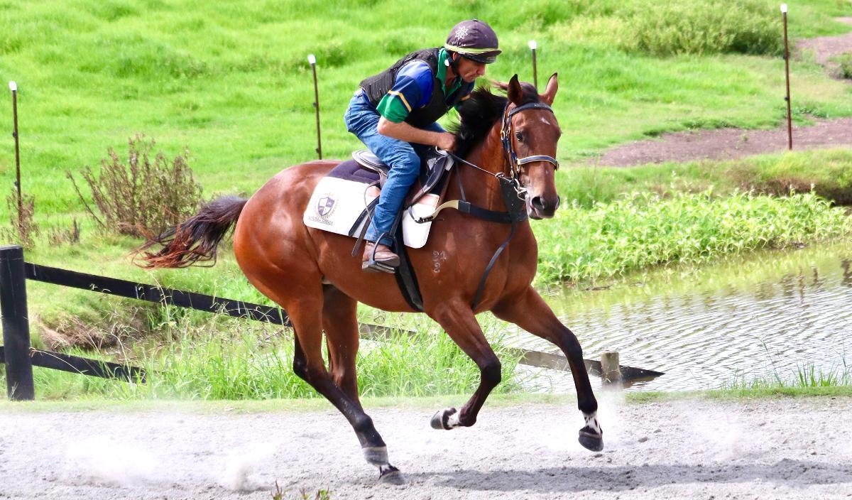 Ave Cantare (2yo filly by Microphone)