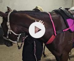 Ave Cantare (2yo filly by Microphone)