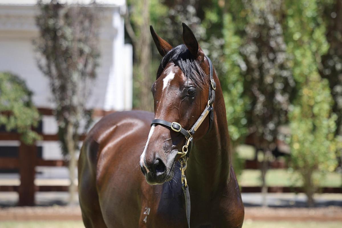 Grunt  / Sky Spirit Filly