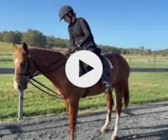 Frankel x Cleanup colt
