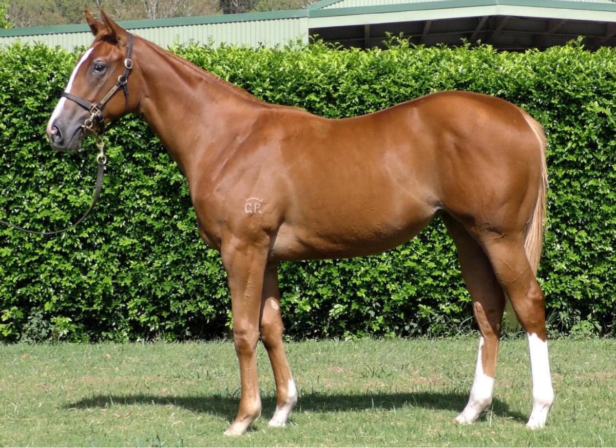 horse-image