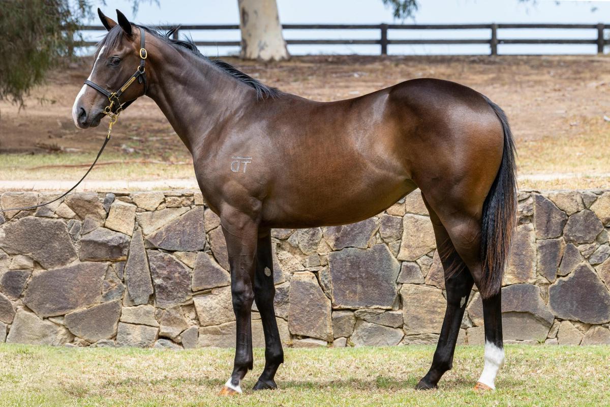 horse-image