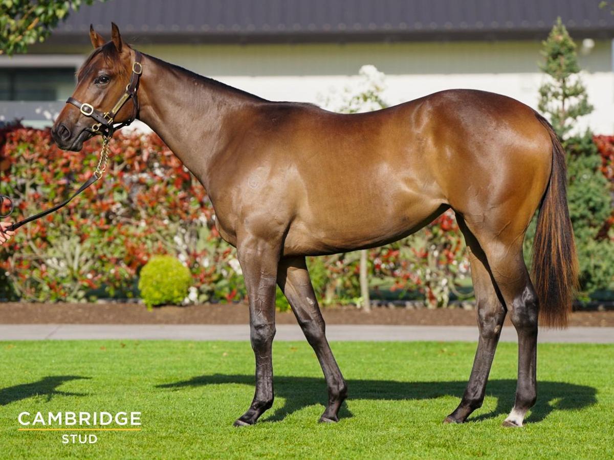 horse-image