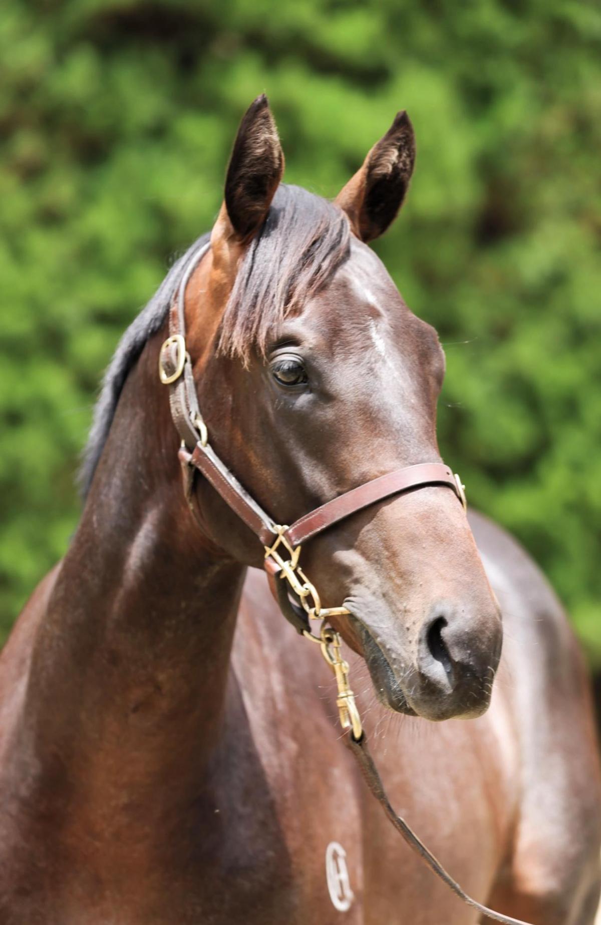 Sword of State / Lady Rain Colt