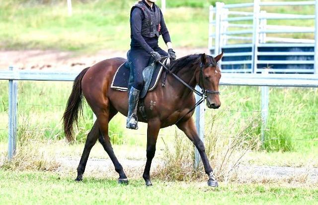 Ave Cantare (2yo filly by Microphone)