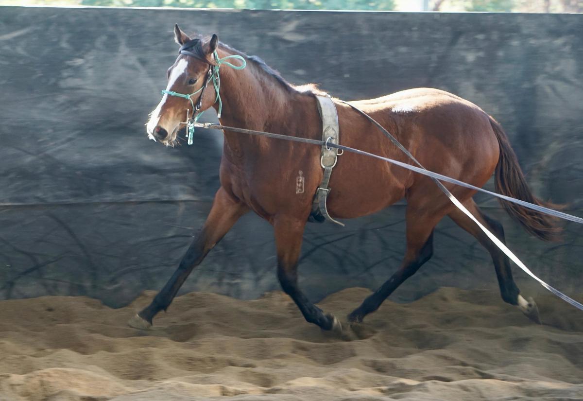 Wild Ruler x Face Forward filly