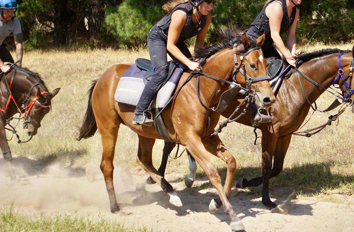 Anders x Madame Trop Vite Filly