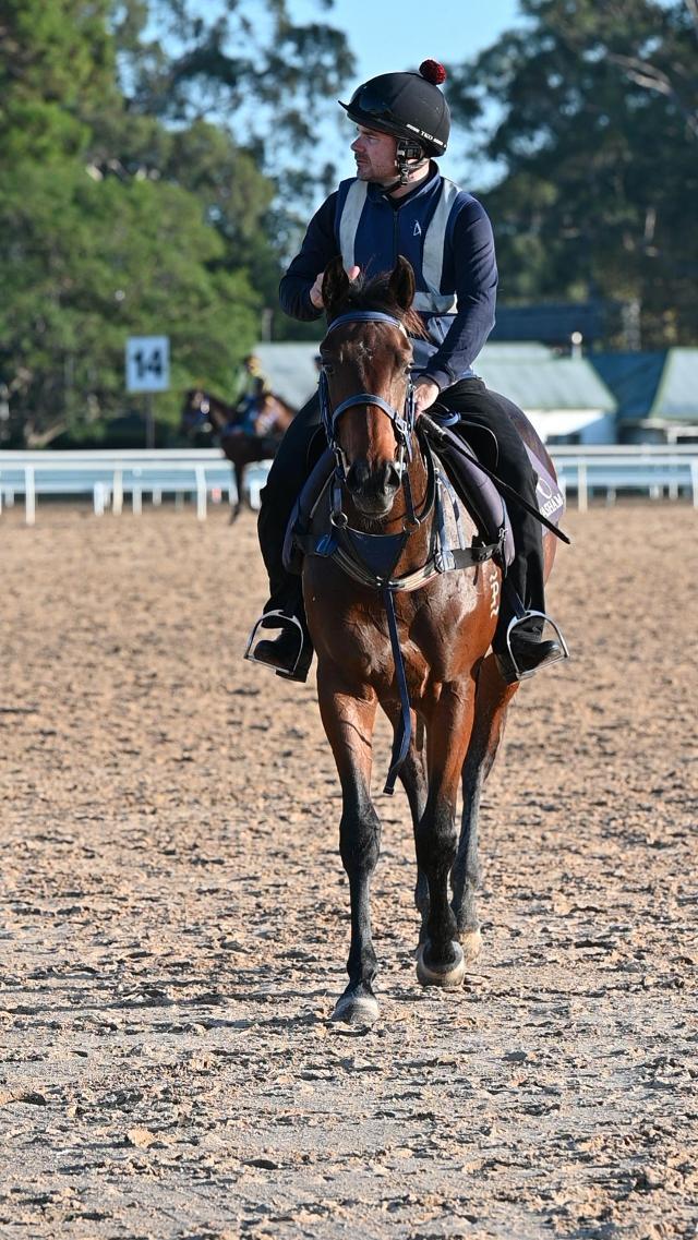Tassort x Shahad Filly