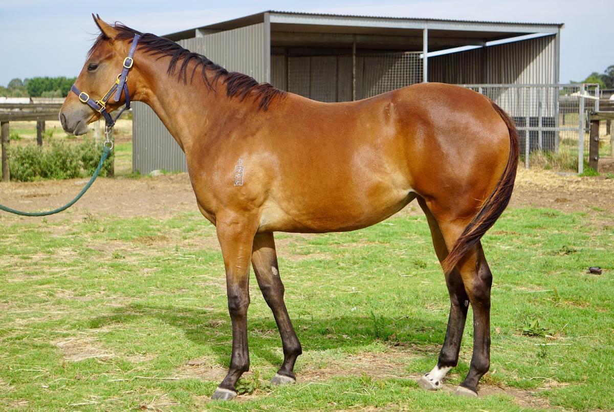 Wild Ruler x Face Forward filly