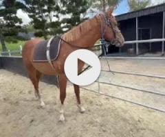 Frankel x Cleanup colt