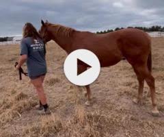 The Autumn Sun x Couronne Colt