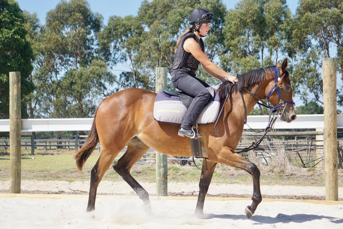 Wild Ruler x Face Forward filly