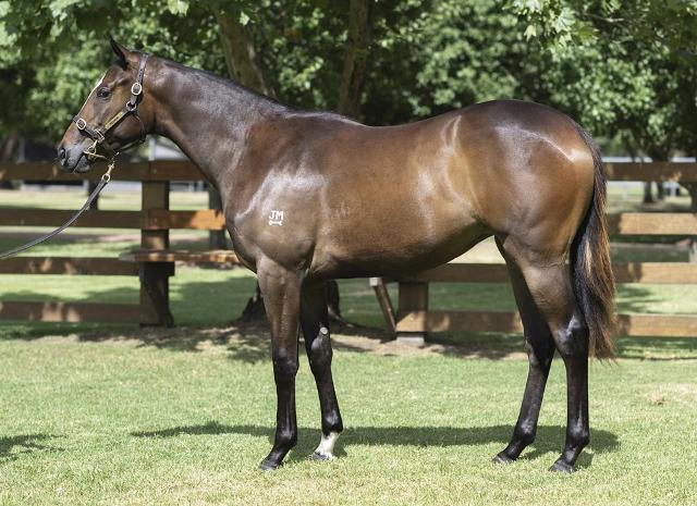 Wild Ruler x Saratoga Treasure (USA) Filly