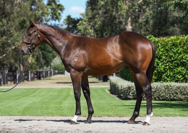 Pierro x Zamzam