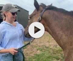 Wild Ruler x Saratoga Treasure (USA) Filly