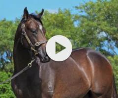 So You Think 2yo colt