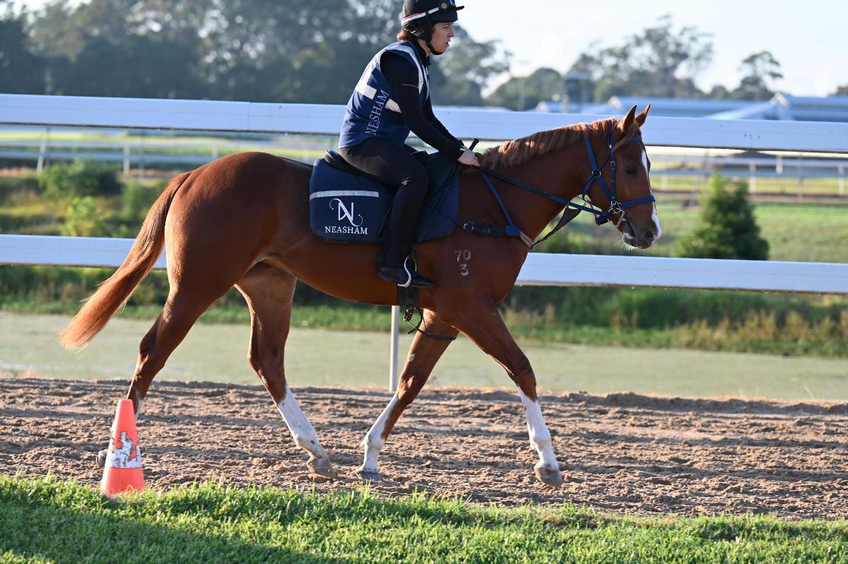 Frankel x Cleanup colt