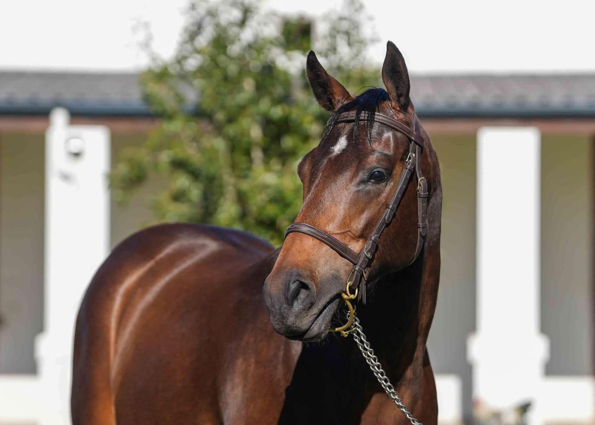horse-image