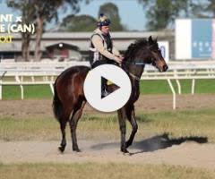 Captivant x Enstone Colt 24