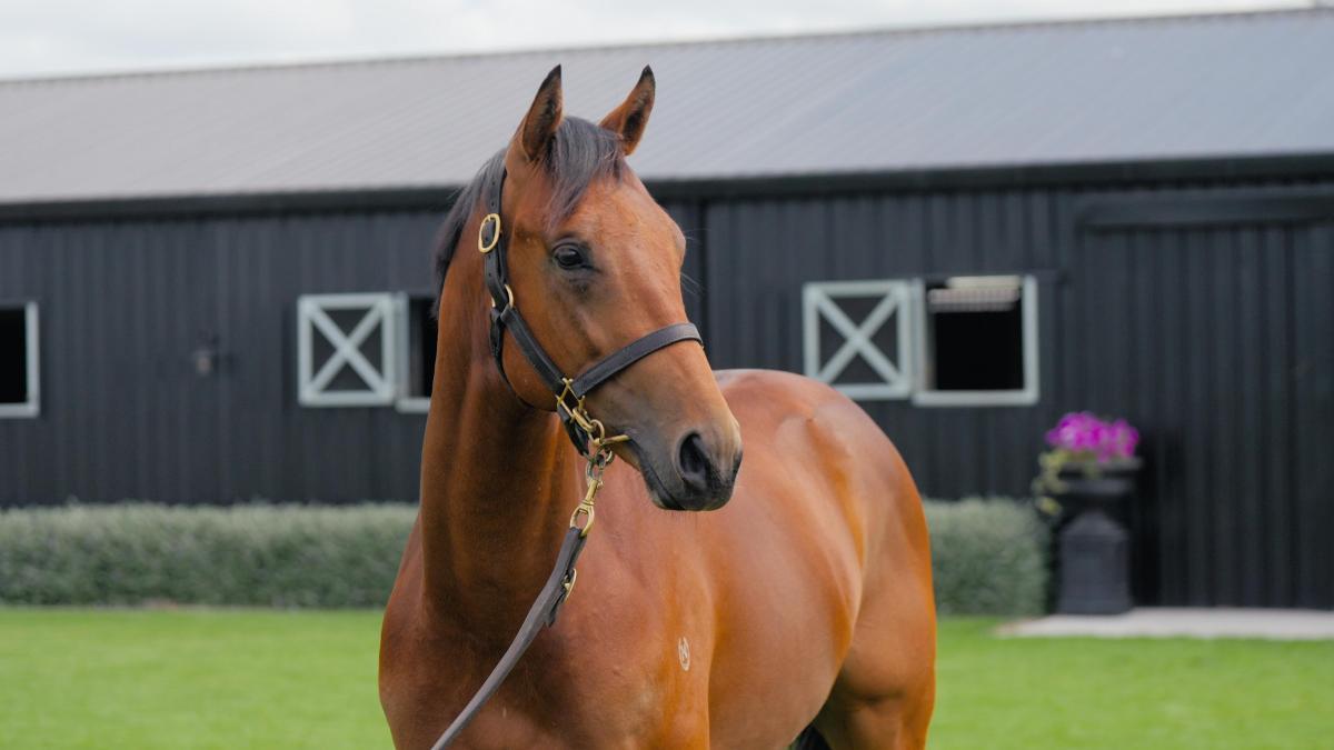 Savabeel x Sorellina