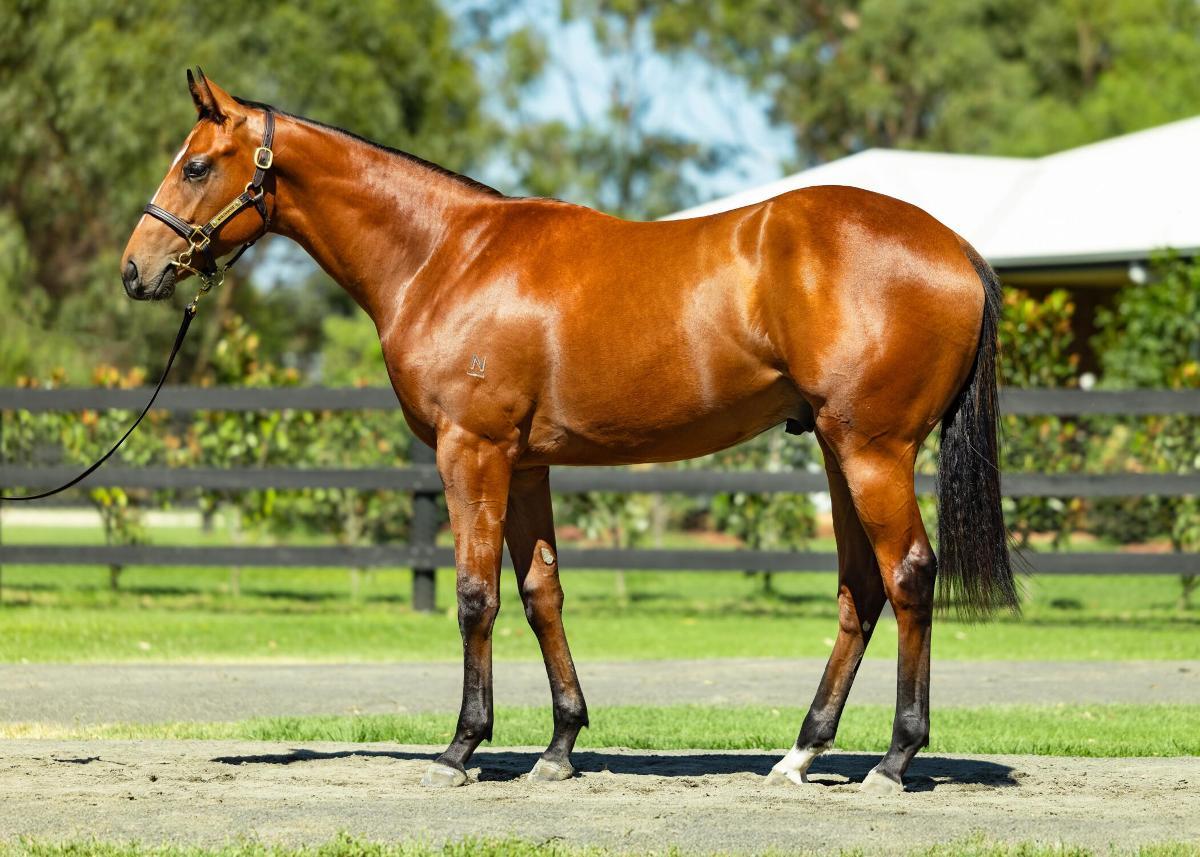 horse-image