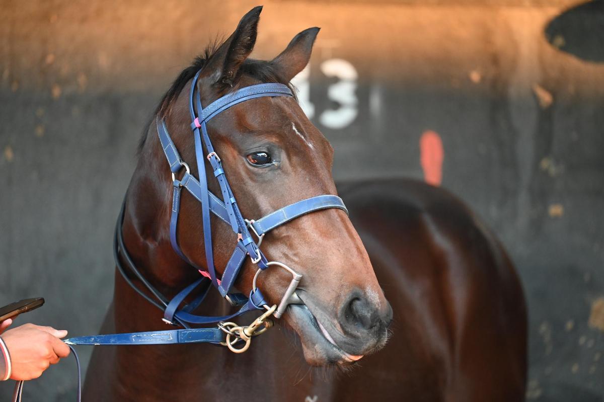 Tassort x Shahad Filly