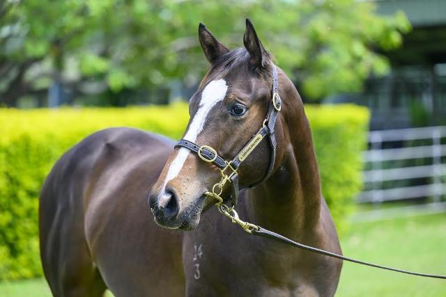 A colt : Better Than Ready x Zunaida