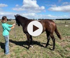 Wild Ruler x Saratoga Treasure (USA) Filly