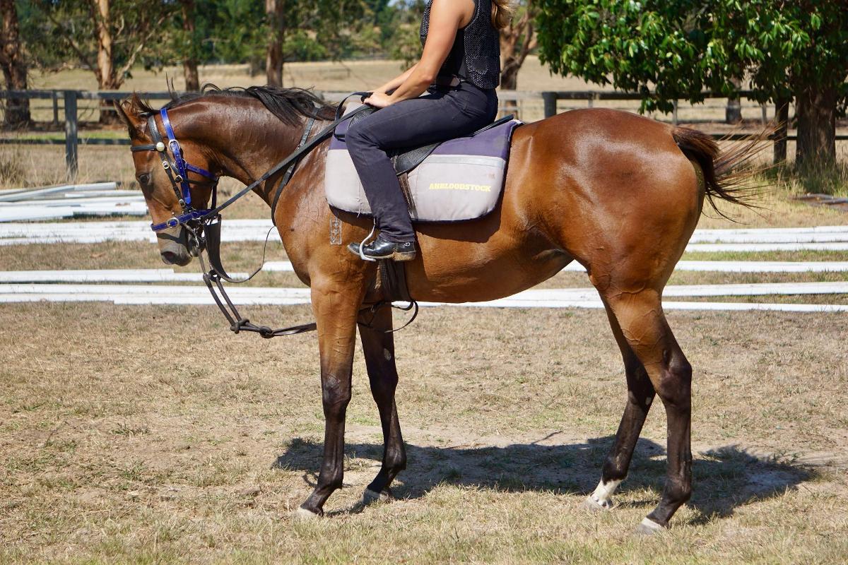 Wild Ruler x Face Forward filly
