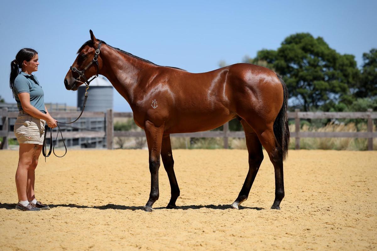 horse-image